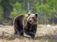 Vláda vzala späť návrh ústavného zákona o odstrele medveďov