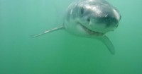 Photos: Is that shark smiling? Here's why young great whites grin at Monterey Bay's Shark Park