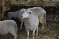 Na najvyššie položenom salaši na Slovensku nájde prechodný domov 40 oviec