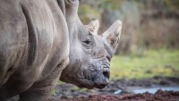 Boj proti pytlákům: Vědci napouštějí rohy nosorožců radioaktivní látkou