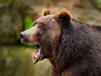 Rezort životného prostredia eviduje v tomto roku 15 útokov medveďa na človeka