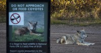 Coyote that attacked girl at San Francisco's Botanical Garden is killed