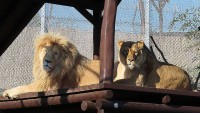 Hvězdy táborské zoo. Bílý lev Gandalf i lvice Aisha se stali miláčky návštěvníků