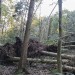 Páteční bouře severně od Brna poškodila přes 30 000 stromů, část stromů vylomila i s kořeny