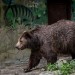 Pre výskyt medveďa vyhlásili v Prešovskom kraji mimoriadnu situáciu