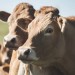 Ženu v Rakousku v den jejích narozenin napadly krávy. Útok nepřežila