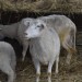 Na najvyššie položenom salaši na Slovensku nájde prechodný domov 40 oviec