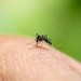 Mesto Bratislava deklaruje, že situáciu s komármi rieši intenzívne a zodpovedne